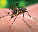 Clinical trial evaluating Zika DNA vaccine is late