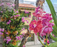 Lincoln Road blanketed with 500 native orchids