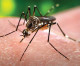 South Miami trials move toward Zika vaccine