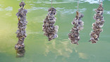 Coral Gables seeks clean water pearl in native oysters