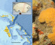 University of Miami team uses rare sea animal to track climate change history