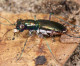 Beetle’s habitat a minor factor as Miami Wilds pact advances