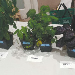 Fairchild Tropical Botanic Garden