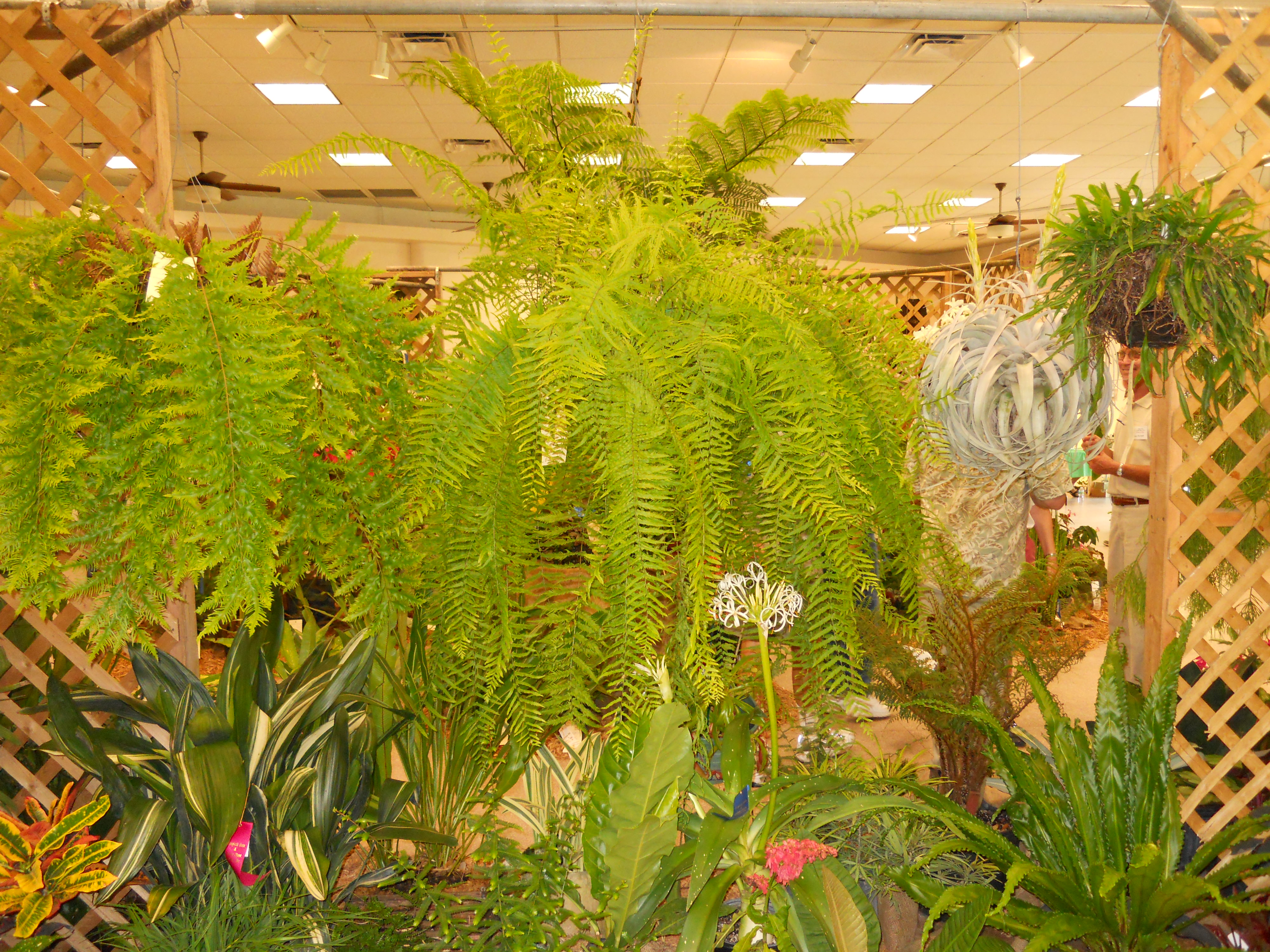 Tropical Fern and Exotic Plant Show and Sale Miami Today