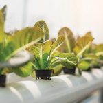 Hydroponic farming