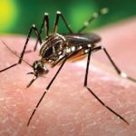 Zika vaccine