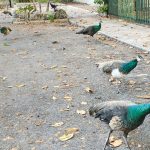 peafowl