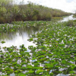 Everglades
