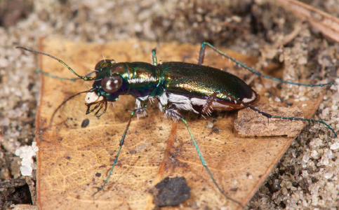 Beetle’s habitat a minor factor as Miami Wilds pact advances