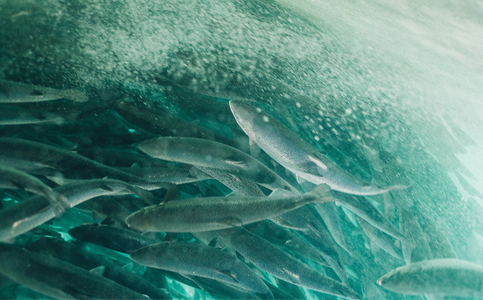 Salmon producer Atlantic Sapphire swims toward global primacy